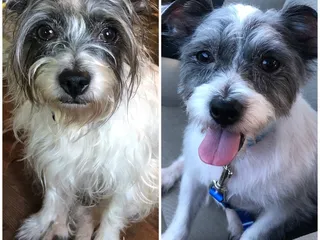 Princess Princess Dog Grooming Studio