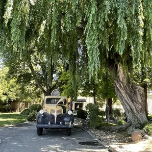an old truck parked under a tree