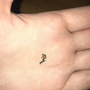 a tiny insect on a person's hand