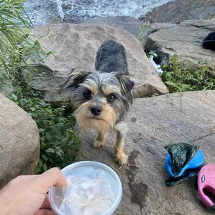 a small dog standing on a rock next to the water