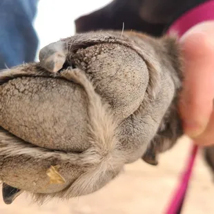 Goathead in dogs foot