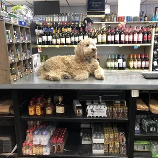 It&apos;s a store dog.