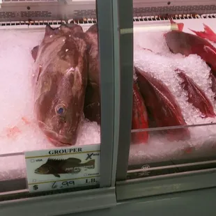 The price on grouper $6. 99 lb  today