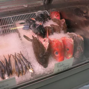 Big fish heads for soup or chowder. $1.69/lb! (10/13/14)