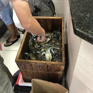 Live crabs