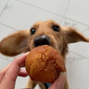 a person holding a donut in front of a dog