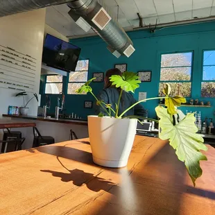 a potted plant on a table