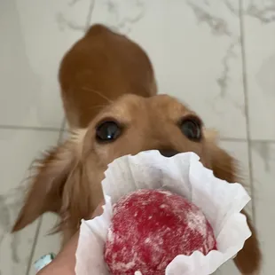 a dog looking up at a donut