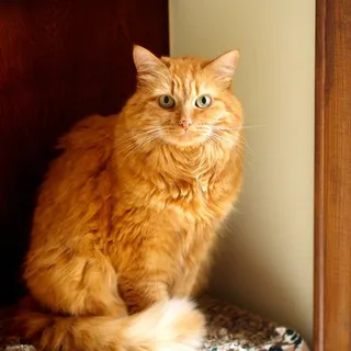 Gen M.