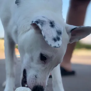 Puppy Cup - organic chicken broth and whipped cream