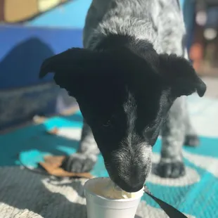 Puppy Cup