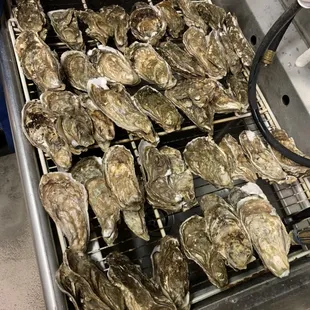 Large Shell Oysters. One bag= 15 pieces.