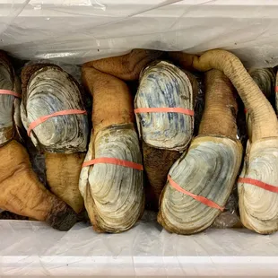Geoduck/King Clam/Mirugai available right now while supplies last!