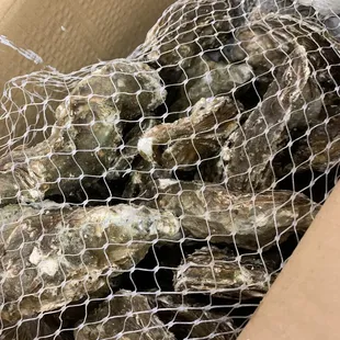 30 pieces of Giant oysters!!