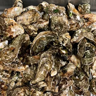 Large Shell Oysters available by pieces or bags (1 bag=15 pieces)