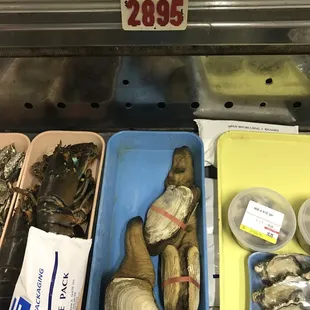 The best price mirugai on this island Normally $33-36 a lb  Unless you have time to pick your own from the Puget sound!