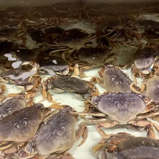 Live Dungeness Crab available daily.