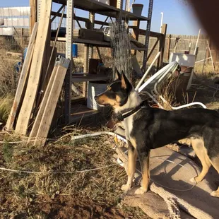This is an Australian Kelpie smart and fast
