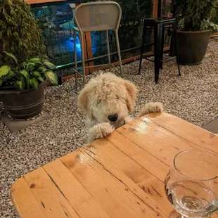 Dog friendly beer garden for all.