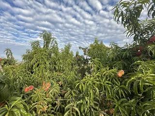 Masumoto Family Farm
