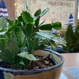 Plant buddy on the back patio