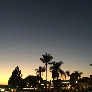 palm trees at dusk