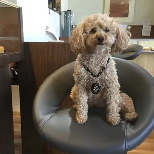 Bella, wearing a vintage Victorian Rose Gold,  Onyx &amp; Seed pearl Necklace.  Amazing Beauty!
