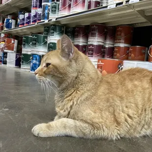 Shop cat. Five stars.