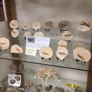 Some cool fossils.