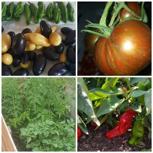All organic, farm to table... Shishito peppers, heirloom cosmic eclipse tomatoes, yukon and purple potatoes.
