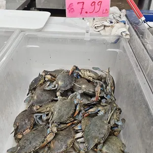 Live seafood