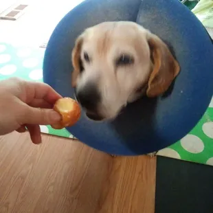 They gave Flash a donut hole!  He enjoyed it while wearing his donut - LOL