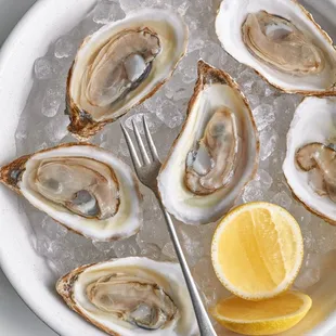 Oysters