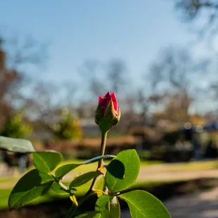 Red rose bud