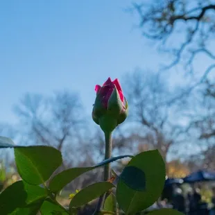 Red rose bud