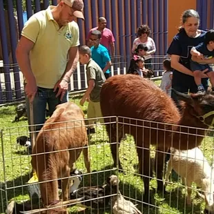 Petting zoo