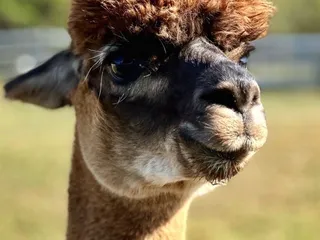 Good Karma Ranch Alpacas