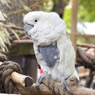 Topper the cockatoo