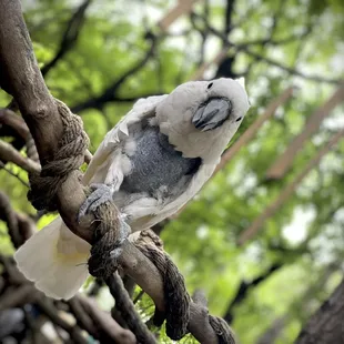 Topper the cockatoo.