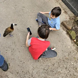My 2 boys letting the whistling ducks check them out