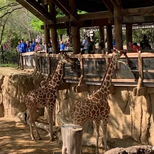 Feeding the giraffes, even if you decide not to feed them, you get great views!