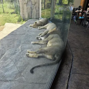 Check out the lions inside Serengeti grill