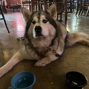 Atlas and his empty bowl of ice cream provided by the bar to make his last night extra special.