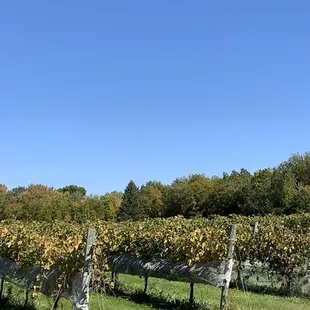 View from the outdoor patio.
