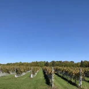 View from the outdoor patio.