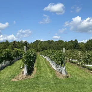 One of the vineyards