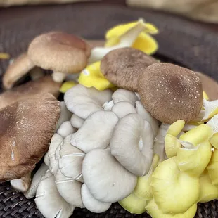 Wild yellow Mushrooms