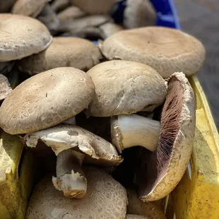 Mushrooms!! Portobello
