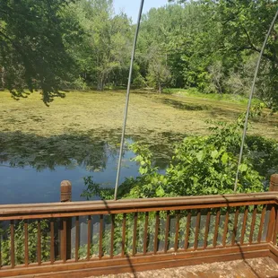 View of the pond