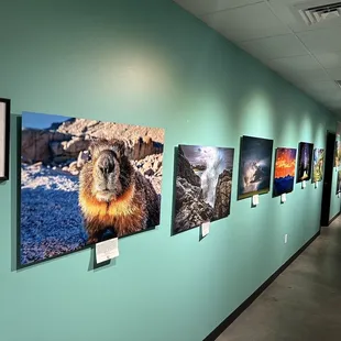 Local art is usually displayed in the hallway